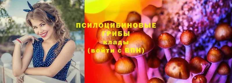 Галлюциногенные грибы Psilocybine cubensis  Каменка 